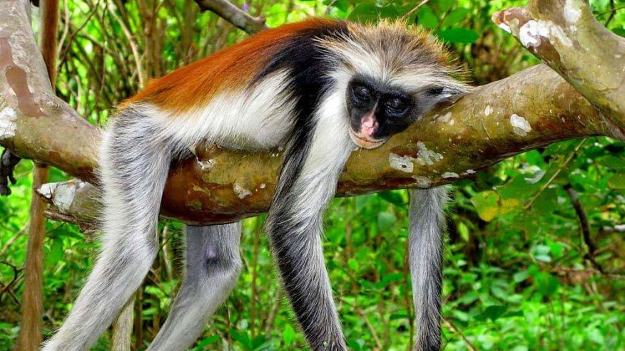 Jozani-Chwaka-Bay-National-park