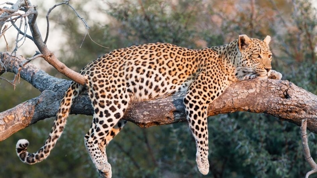 Leopard-tree