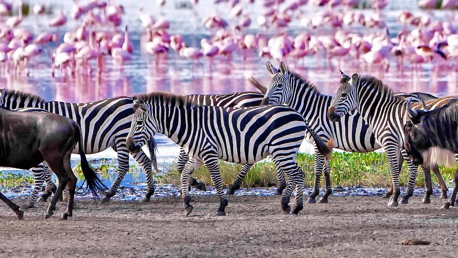 Practical-Travel-Tips-for-Lake-Manyara-National-Park-Cover-icture