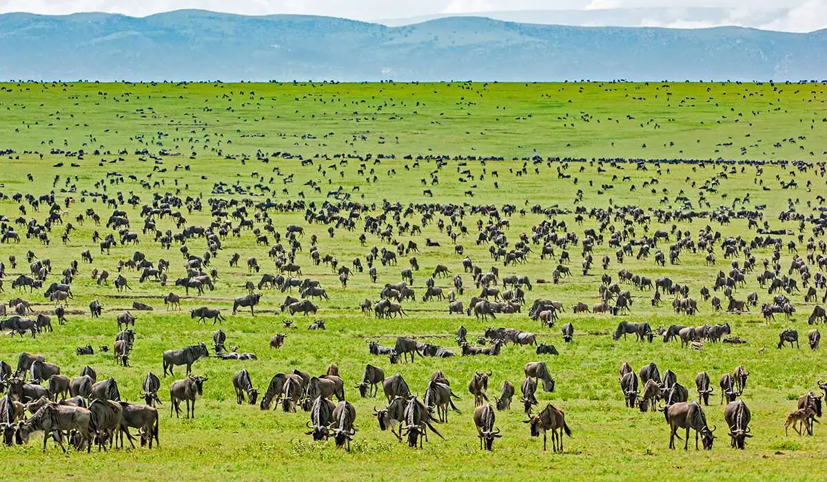 Serengeti-National-Park-Africa-Kenya-Safaris2.jpg