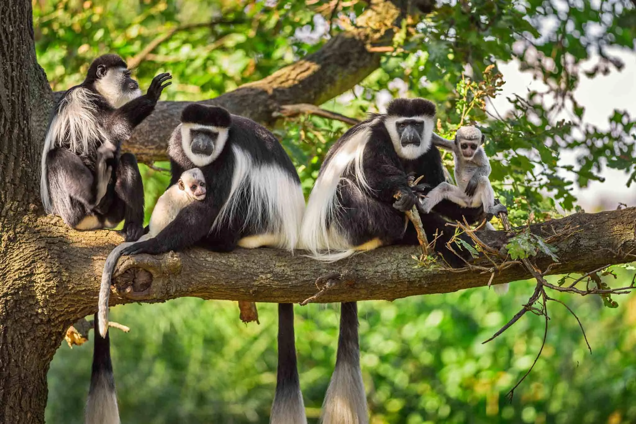 colobus-aap-1
