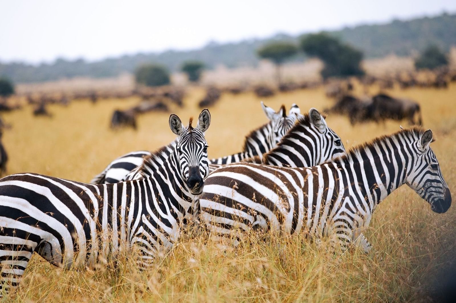 wildlife-western-serengeti-4